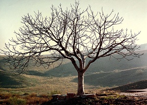 barrenfigtree
