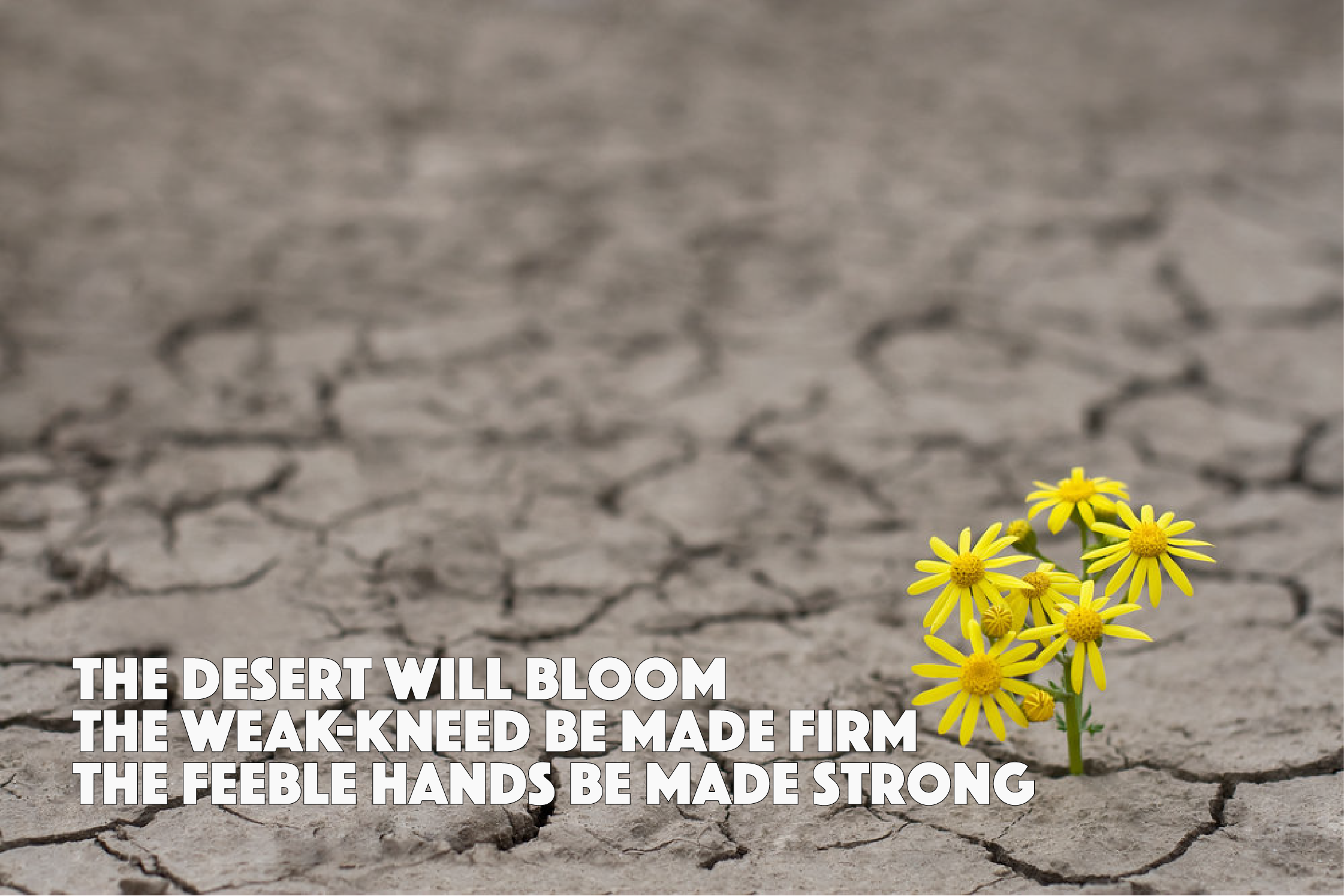 The Desert Will Bloom Isa 35